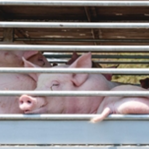 The future of EU livestock transport: MEPs remain divided over welfare and economic reforms