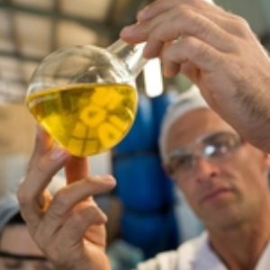Scientists examine fingerprinting techniques to curb olive oil and pine nut fraud