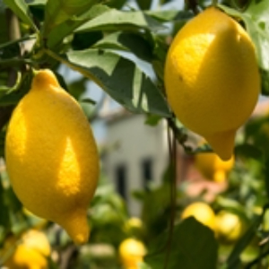 MycoTechnology’s natural flavor solution granted GRAS status from FEMA