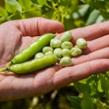 Beneo unveils €50M pulse processing site to unlock faba bean potential