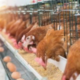 dsm-firmenich survey reveals increase in mycotoxin prevalence across most regions
