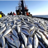 EU court backs fishing restrictions in marine protected areas despite industry challenge
