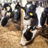 Tetra Pak unveils Dairy Hub Handbook to strengthen global dairy resilience