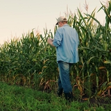 Regulatory roadblocks and time pressures delay heat-resilient crop innovation, scientists warn