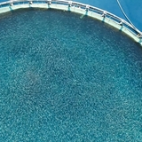 EU fish farming market destroys African livelihoods, food security and environment, report warns