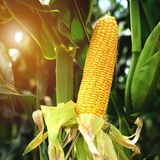 Corteva partners with Phytoform to boost natural disease resistance in corn using AI