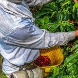 Coffee rust resistance driven by genetic makeup and environment, reveals global trial