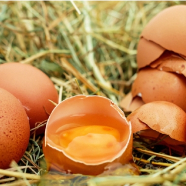 More than 100 sick in French Salmonella outbreak