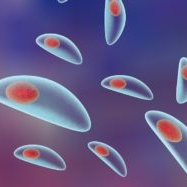Scientists detect Toxoplasma parasite in ready-to-eat salads in Europe