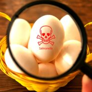 Swedish Salmonella egg outbreak slows