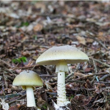 Australian woman found guilty in mushroom poisoning case