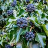 Climate change can impact flavor of gin and tonic, flags UK research