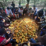 Beans to bonuses: Puratos pays out €7M in cocoa farmer payments for sustainability push