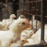 Global investigation reveals systemic failures in corporate cage-free commitments amid bird flu outb