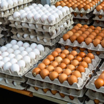 Federal government sues California to end Proposition 12 for lower egg prices