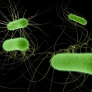 English E. coli data shows slight decline in cases; 7 outbreaks