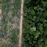 EU member states endorse one-year delay to EUDR enforcement