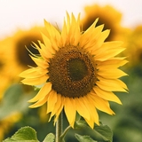 Tetra Pak launches sunflower protein for plant-based functional beverages