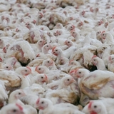 COP30: FARMS Initiative launches protein shift standards for plant-forward financing