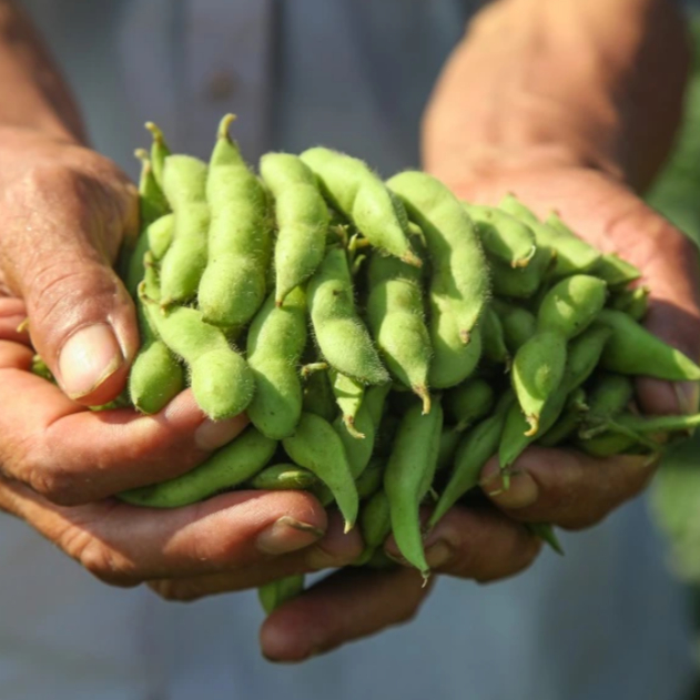 Future farming: Japanese innovation powers edamame production in urban spaces