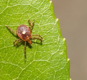 First confirmed death from alpha-gal meat allergy caused by tick bite