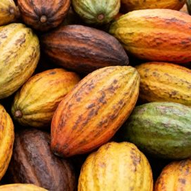 Nestlé maps cocoa diversity to safeguard future chocolate production