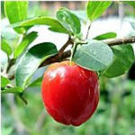 Acerola dry extract