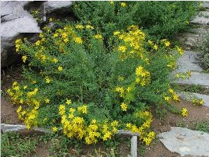 St. John's Wort P. E. 548-04-9 (Hypericum perforatum L)