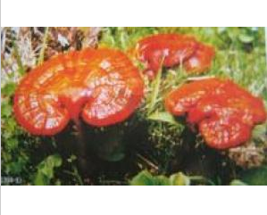 Anti Tumor and Skin Careing Ganoderma Lucidum (Resihi) Polysaccharide