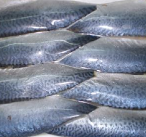Stingless mackerel