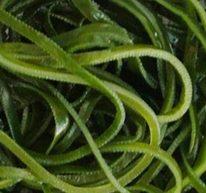 Kelp silk