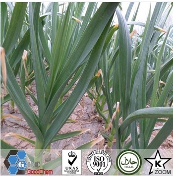 2016 New Crop Dehydrated Garlic Granule Supplier