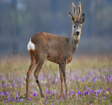Deer tendon peptide