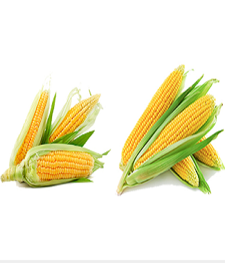 Corn oligopeptide