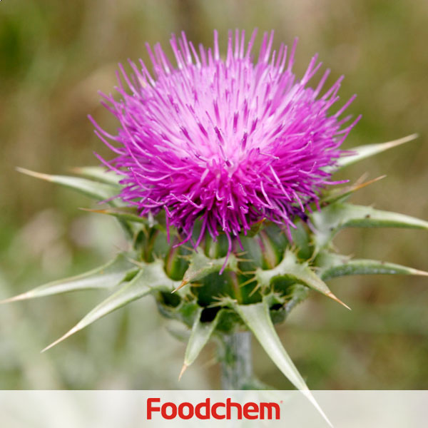 Milk Thistle Extract - Silymarin