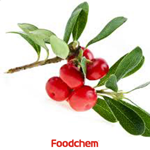 Bearberry Extract - Ursolic Acid