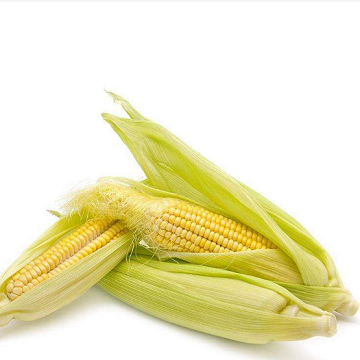 CK531 Corn Flavor