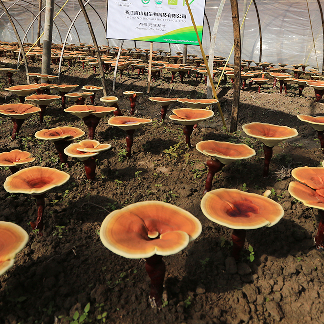 Reishi mushroom powder Ganoderma lucidum certified organic kosher check 100% pure immune support ant