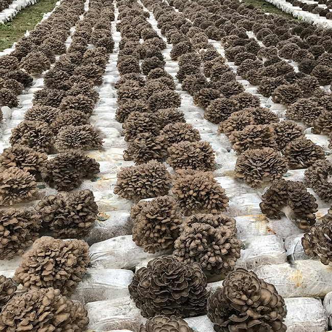 Grifola frondosa Maitake mushroom powder organic certified kosher check 100% pure immune support ant