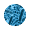 Lactobacillus reuteri PB-LR09