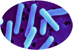 Lactocbacillus Reuteri LE16
