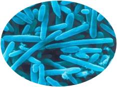 Bifidobacterium Lactis BI516