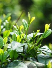 Natural Green Tea L-Theanine