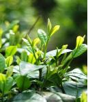 Teanova Green Tea  EGCG 90