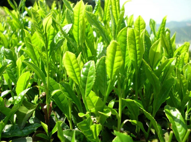Tea Extract Powder (Green Tea, Black Tea, Oolong Tea, Pu'er Tea)