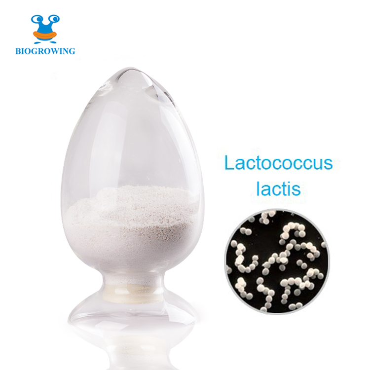 Probiotics powder Lactococcus lactis subsp. lactis