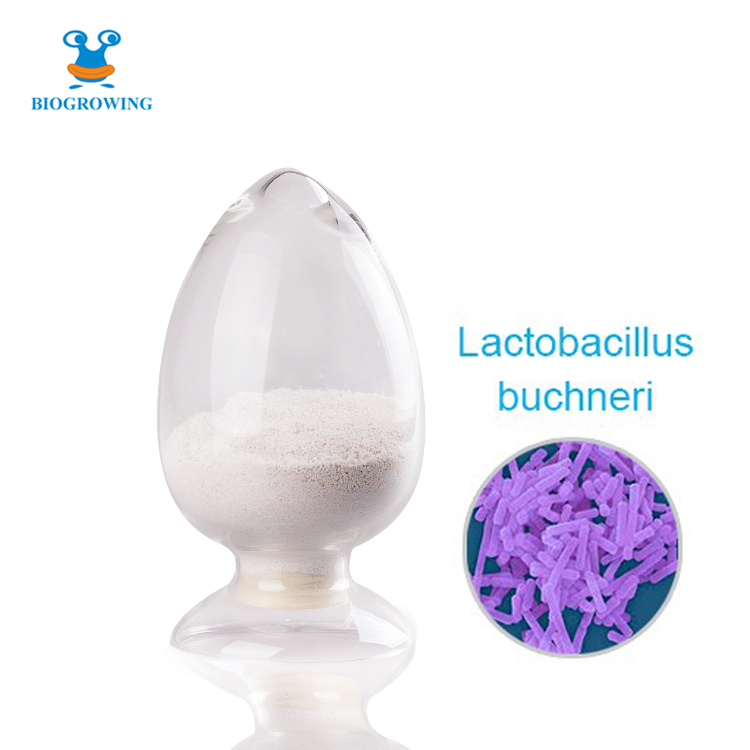 Probiotics powder Lactobacillus buchneri