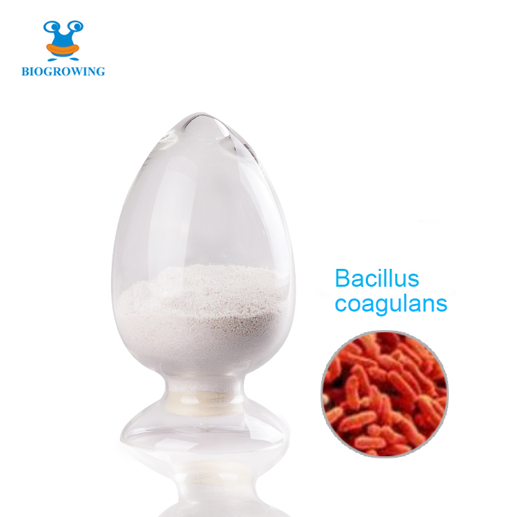 Probiotics powder Bacillus coagulans