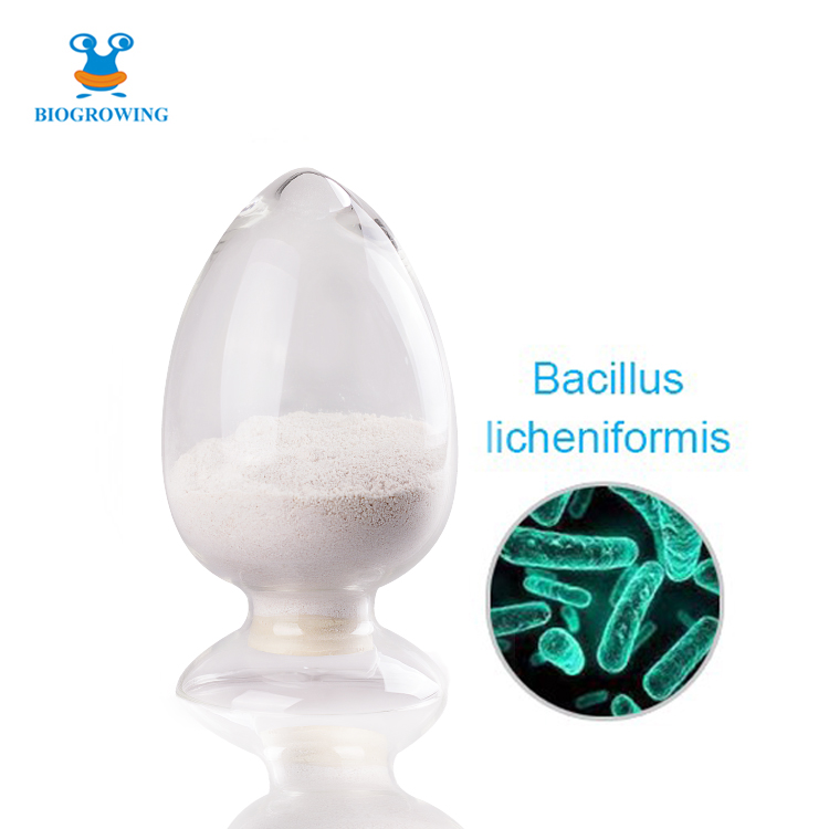 Probiotics powder Bacillus licheniformis