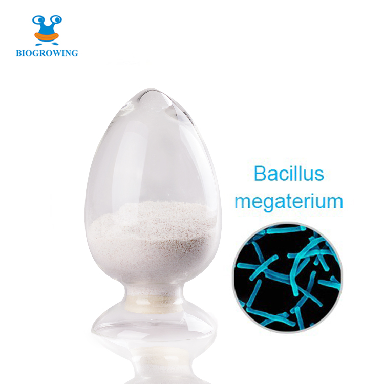 Probiotics powder Bacillus megaterium